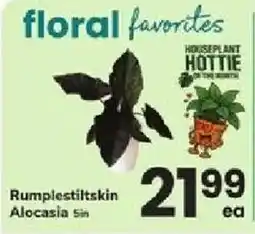 ACME Houseplant hottie rumplestiltskin alocasia offer