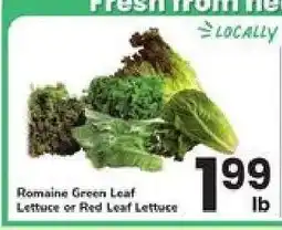 Safeway Romaine Green Leaf Lettuce or Red Leaf Lettuce offer