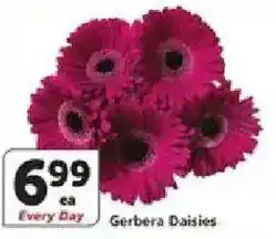Vons Gerbera Daisies offer