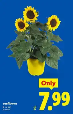 Lidl sunflowers offer