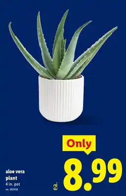 Lidl Aloe Vera Plant offer