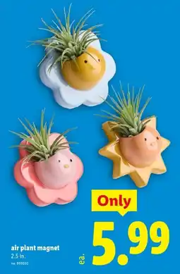 Lidl air plant magnet offer