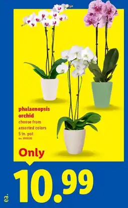 Lidl Phalaenopsis orchid offer