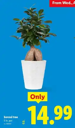Lidl bonsai tree offer