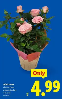 Lidl mini roses offer