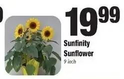 Sentry Sunfinity Sunflower offer