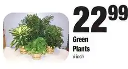 Sentry Green Plants offer