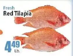 Key Food Fresh Red Tilapia offer