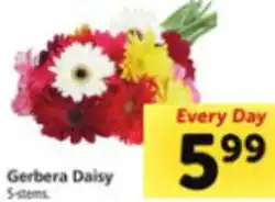 Safeway Gerbera Daisy offer
