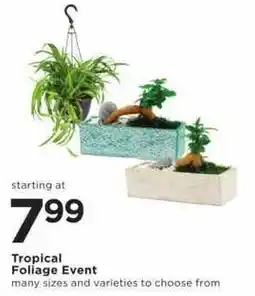 Cub Foods Tropical Foliage Event offer
