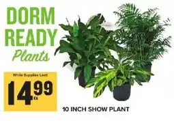 Food Lion Dorm Ready Plants offer