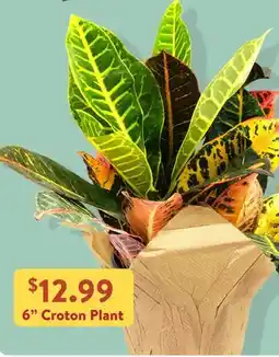 Fresh Thyme 6 Croton Plant offer