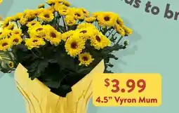 Fresh Thyme 4.5 Vyron Mum offer