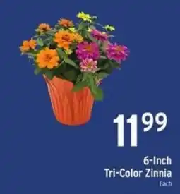 Brookshire's 6-Inch Tri-Color Zinnia offer