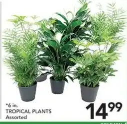 Pete's Fresh Market Tropical Plants Assorted offer