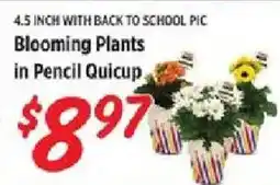 Rouses Blooming Plants in Pencil Quicup offer