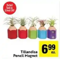 Lucky Supermarkets Tillandisa Pencil Magnet offer
