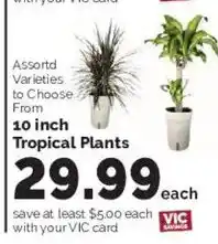 Harris Teeter Vic tropical plants offer