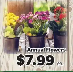 Living Fresh Market Annual Flowers offer