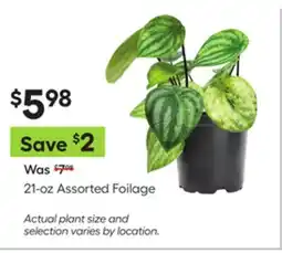 Lowe's 21-oz Assorted Foilage offer