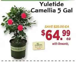 Dearborn Market Yuletide Camellia offer