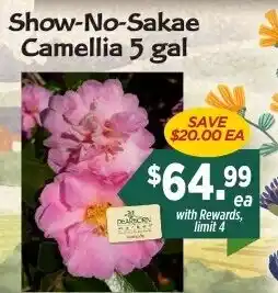 Dearborn Market Show-No-Sake Camellia offer