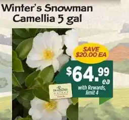 Dearborn Market Winter's Snowman Camellia offer