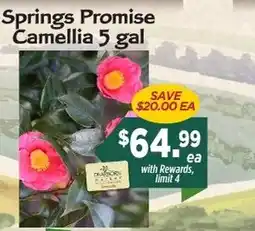 Dearborn Market Springs Promise Camellia offer