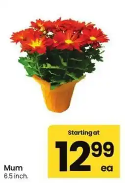 Albertsons Mum offer
