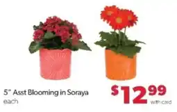 Family Fare 5" Asst Blooming in Soraya offer