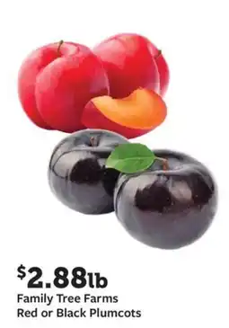 Fareway Family Tree Farms Red or Black Plumcots offer