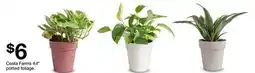 Target Costa Farms 4 potted foliage offer