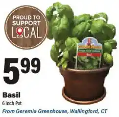 Big Y Basil offer
