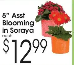 Family Fare Soraya blooming offer
