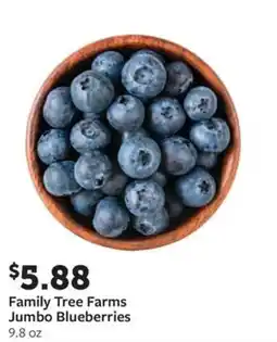 Fareway Family Tree Farms Jumbo Blueberries offer