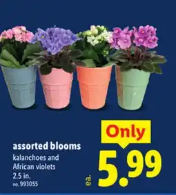 Lidl assorted blooms offer