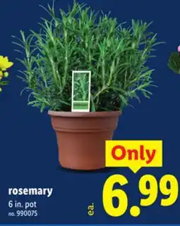 Lidl rosemary offer