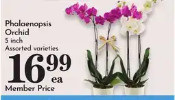 Pavilions Phalaenopsis Orchid offer