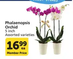 Albertsons Phalaenopsis Orchid offer