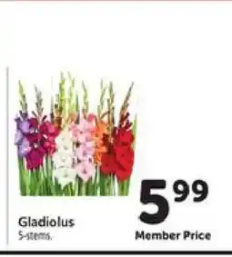 Safeway GLADIOLUS offer
