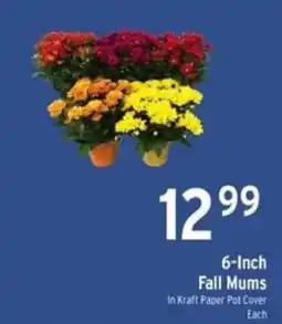Brookshire's 6-Inch Fall Mums offer