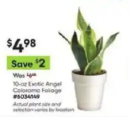 Lowe's Exotic Angel Colorama Foliage offer