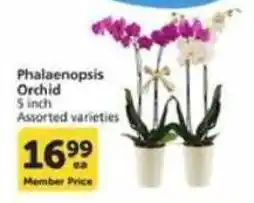 Vons Phalaenopsis Orchid offer