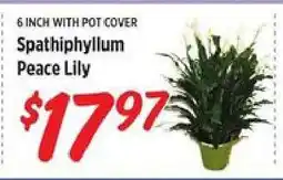 Rouses Spathiphyllum Peace Lily offer