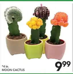 Pete's Fresh Market MOON CACTUS offer