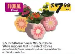 Winn Dixie Floral 2.5 Inch Kalanchoe in Mini Sunshine offer