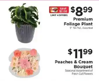 Premium Foliage Plant