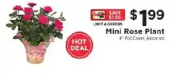 ShopRite Mini Rose Plant offer