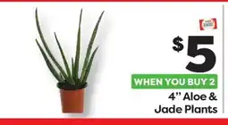 Weis Markets 4 Aloe & Jade Plants offer