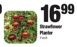 Sentry Strawflower Planter offer